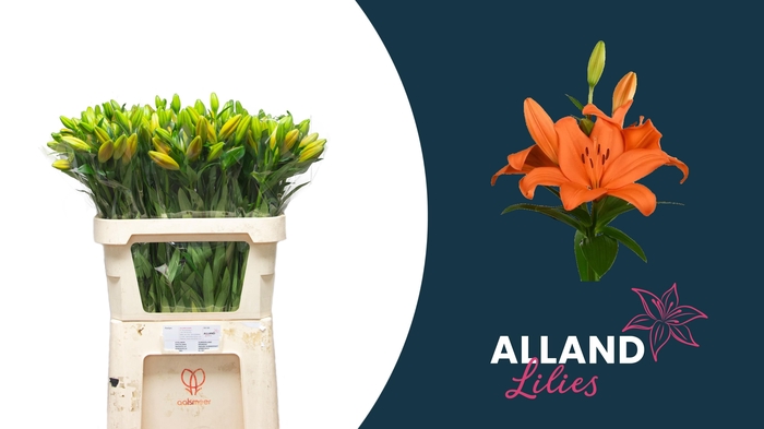 <h4>LI LA EREMO</h4>