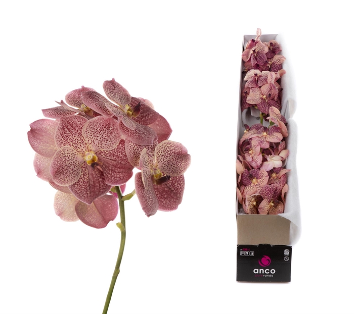 <h4>Vanda  'Sunanda Leopard Coral'</h4>