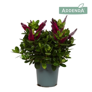 Hebe Addenda® Donna Alina P15