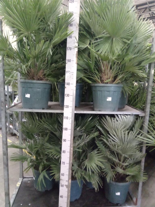 <h4>Chamaerops humilis</h4>