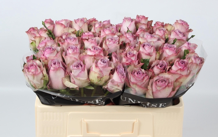 <h4>R GR NOVA ZEMBLA+</h4>