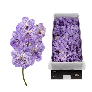 Vanda 16 tak Mauve Spot 755