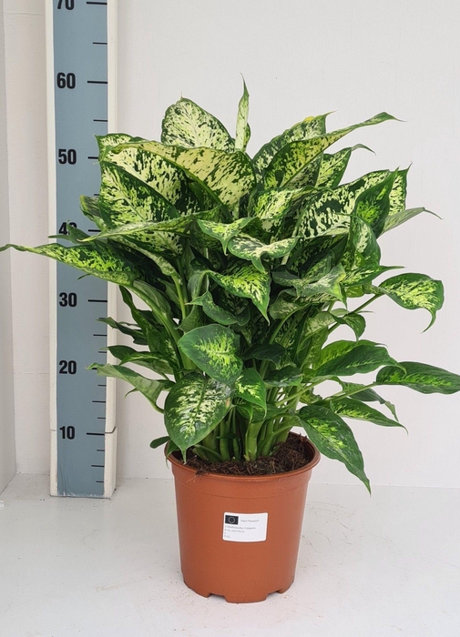 <h4>Dieffenbachia Compacta</h4>