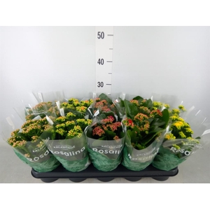 Kalanchoe blos. 'RosDon Collection'