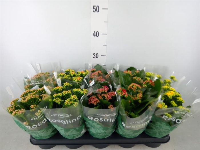 <h4>Kalanchoe blos. 'RosDon Collection'</h4>