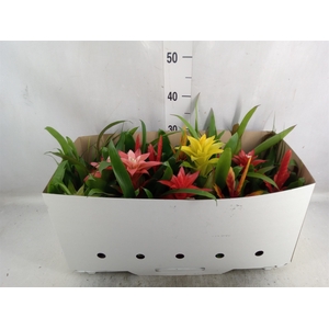 Bromelia   ...mix 13