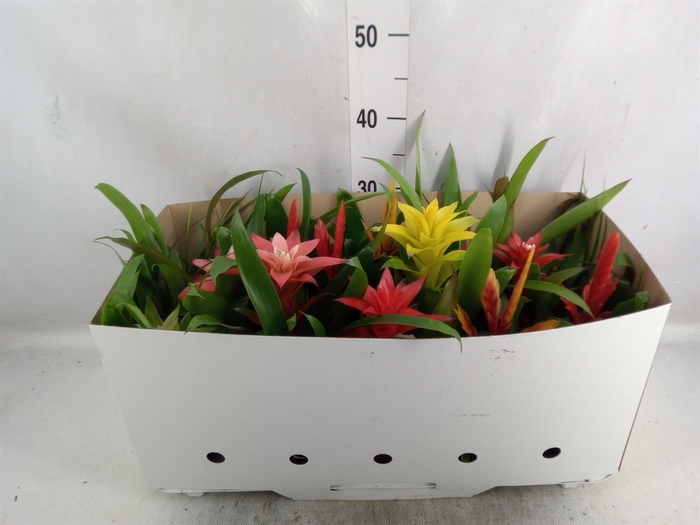 <h4>Bromelia   ...mix 13</h4>