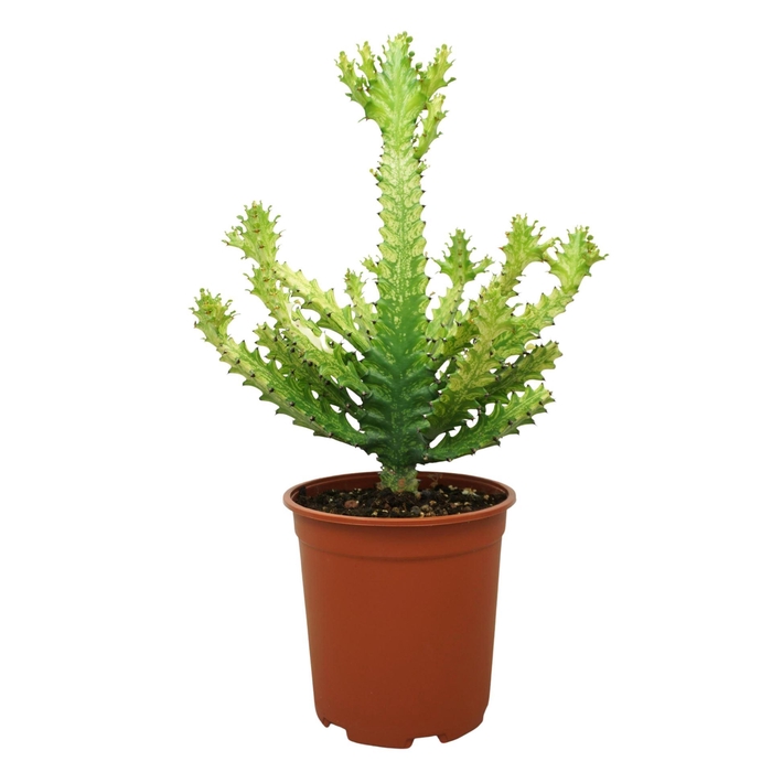 <h4>Euphorbia   ...</h4>