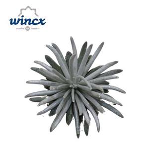 Senecio Scaposus Cutflower Wincx-8cm