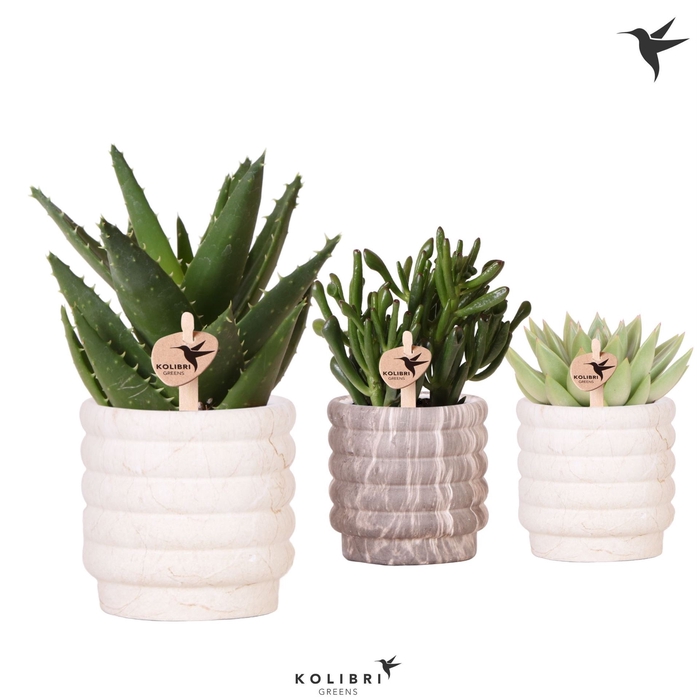 <h4>Succulents   ...mix 3</h4>