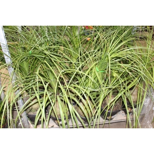 BEAUCARNEA P24