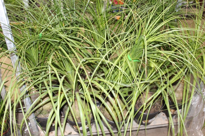 <h4>BEAUCARNEA P24</h4>