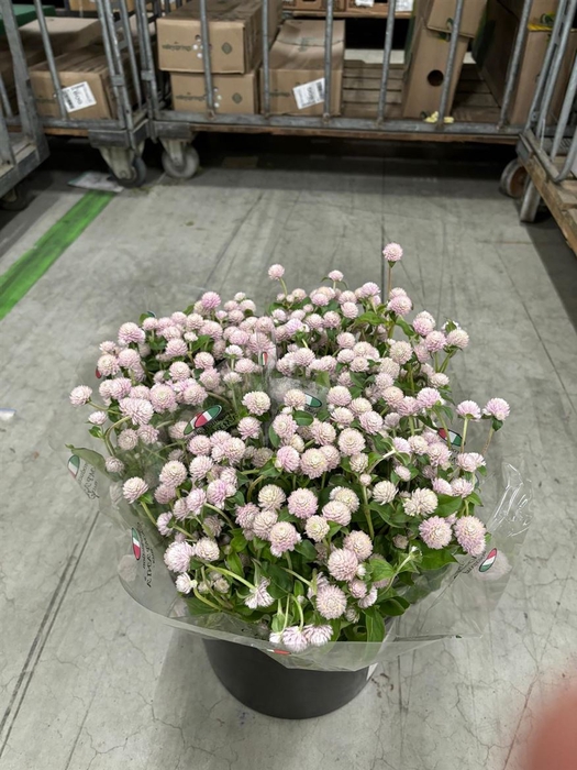 <h4>Gomphrena Pink</h4>