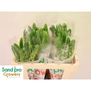 Ornithogalum Thy Milky Way White