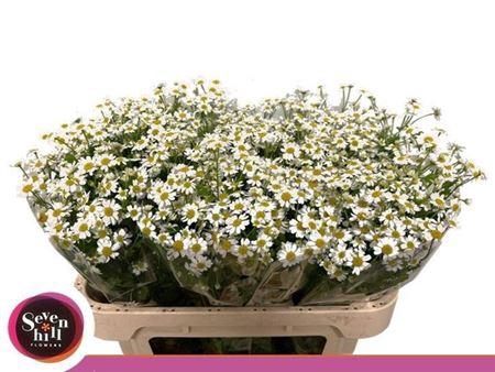 <h4>Tana Pa Single Vegmo</h4>