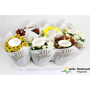 Chrysanthemum Indicum Grp Elle Fleur gold