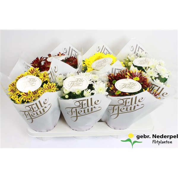 <h4>Chrysanthemum Indicum Grp Elle Fleur gold</h4>