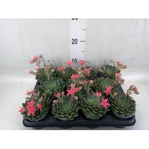 Graptopetalum tacitus