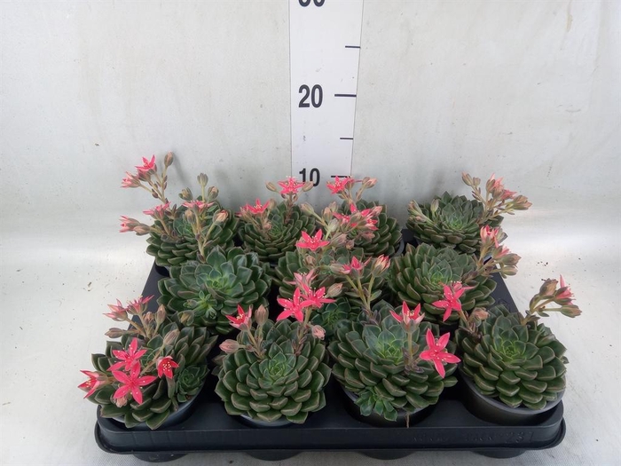 <h4>Graptopetalum tacitus</h4>