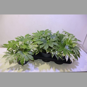 Fatsia Variegata