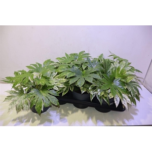 Fatsia Variegata