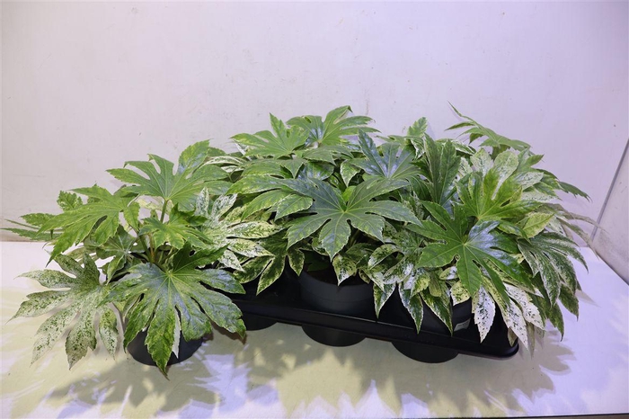 <h4>Fatsia Variegata</h4>
