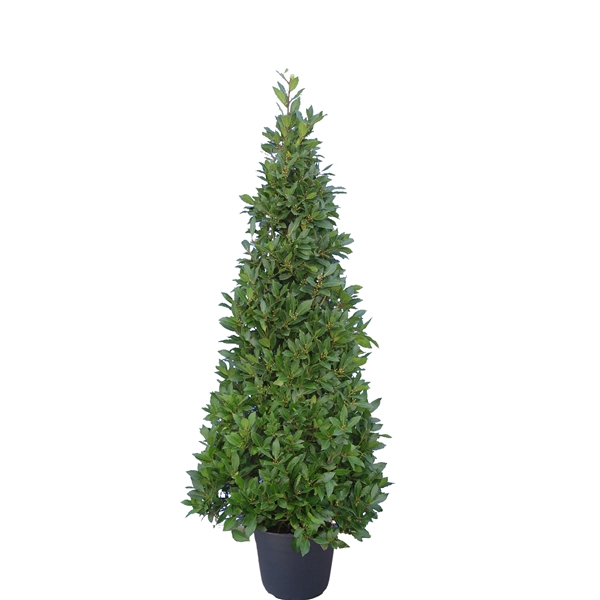 <h4>Laurus nobilis Piramide</h4>