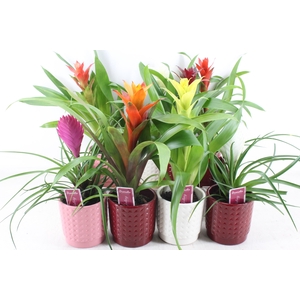arr3 ZS - Ker. bubble mix bromelia