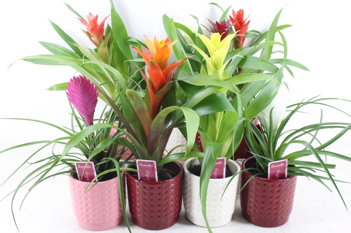 <h4>arr3 ZS - Ker. bubble mix bromelia</h4>