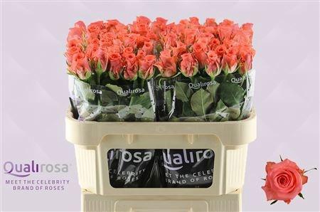 <h4>R GR SANKARA</h4>