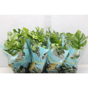 PHILODENDRON MINIMA P15