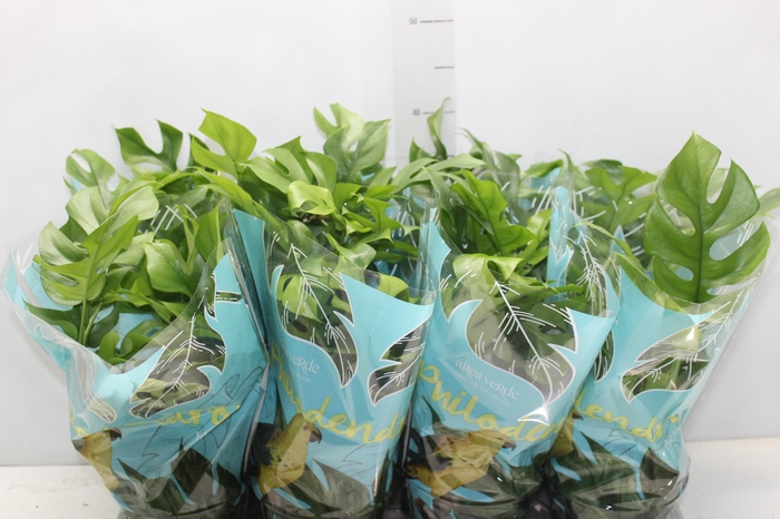 <h4>PHILODENDRON MINIMA P15</h4>