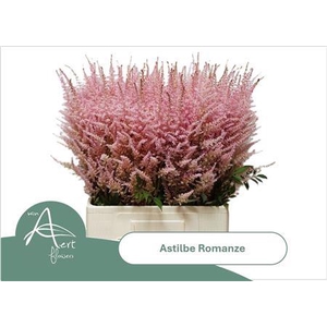 ASTIL C ROMANZE