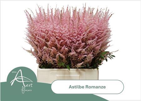 <h4>Astilbe C Romanze</h4>