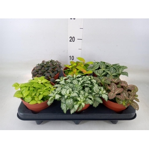 Fittonia   ...mix