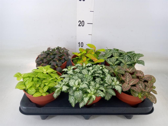 <h4>Fittonia   ...mix</h4>