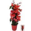 BOUGAINV DANIA