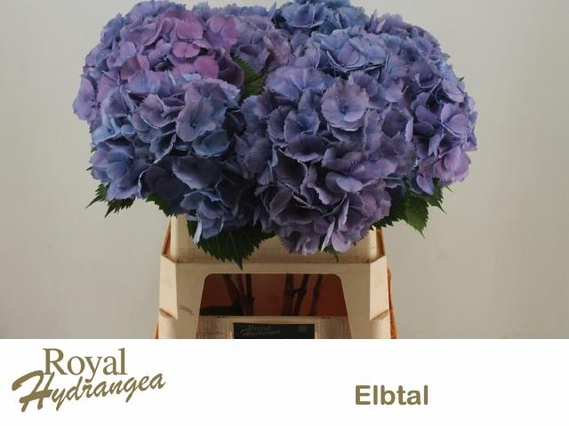 <h4>HYDR M ELBTAL BL</h4>