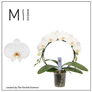 Mimesis Phal. Moon White - 16+ flowers 9cm