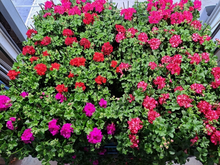 <h4>PEL PELT MIXK</h4>