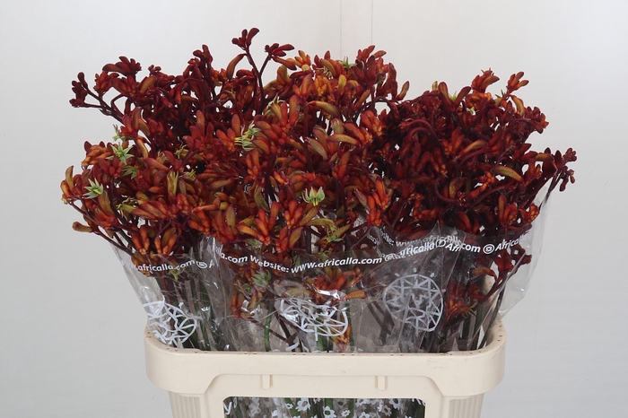 <h4>Kangaroo Paw Early Spring Indoor</h4>