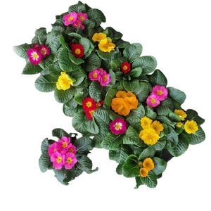 PRIM ACAULIS GEMENGD