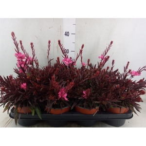 Gaura lindheimeri 'Geyser Pink'