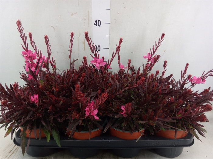<h4>Gaura lindheimeri 'Geyser Pink'</h4>