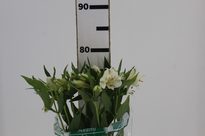 <h4>ALSTROEMERIA AKEMI 080 CM</h4>