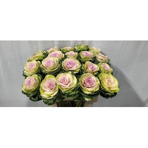 Brassica white crane