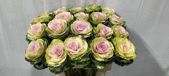 <h4>Brassica white crane</h4>