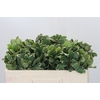 Pittosporum Ilan