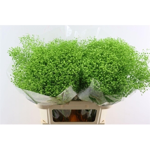 Gyps Grof Apple Green (dip)