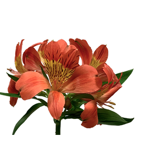 ALSTROEMERIA PARTY